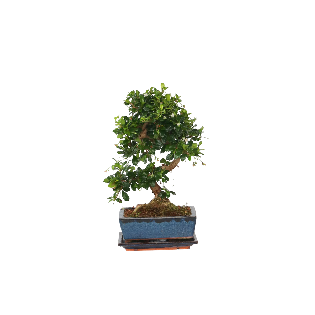 Bonsai 'Carmona' - S-vormig - S