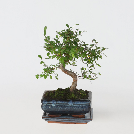 Bonsai 'Zelkova' - S-vormig - M