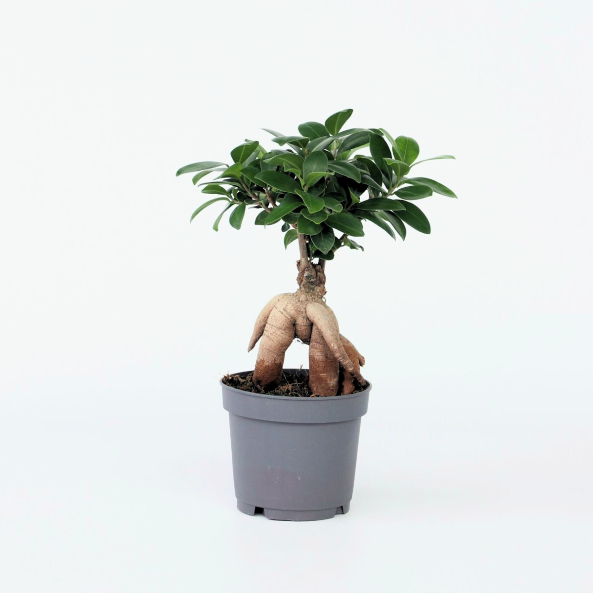 Ficus Ginseng - Japanse Bonsai