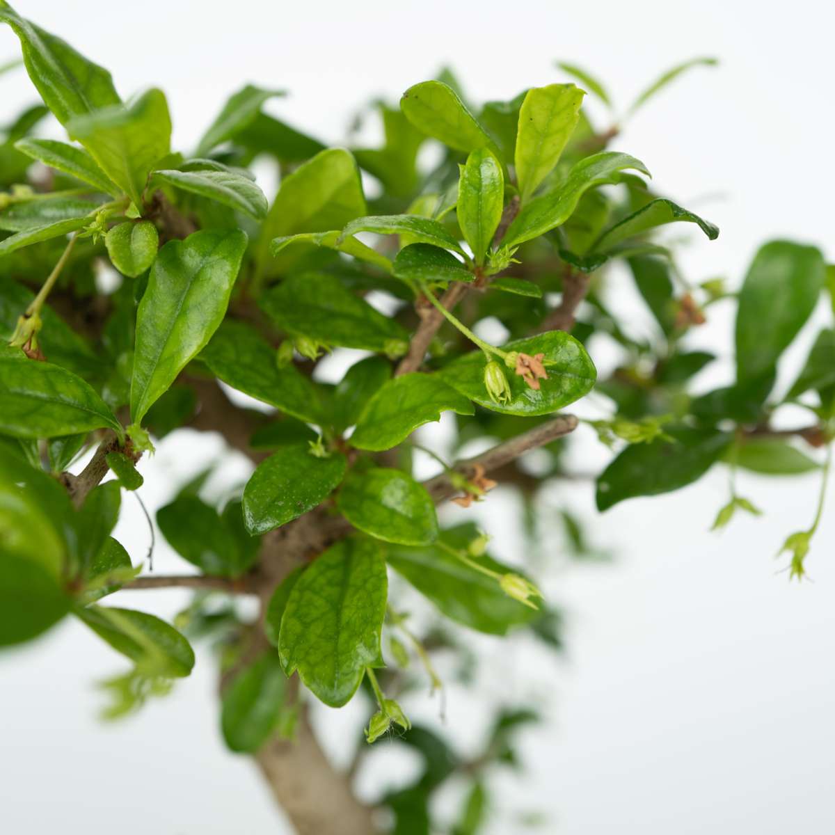 Bonsaiboom met watersysteem - Zenstenen
