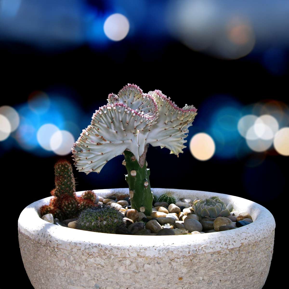 Euphorbia Lactea Cristata / Frankii - Mix van 2