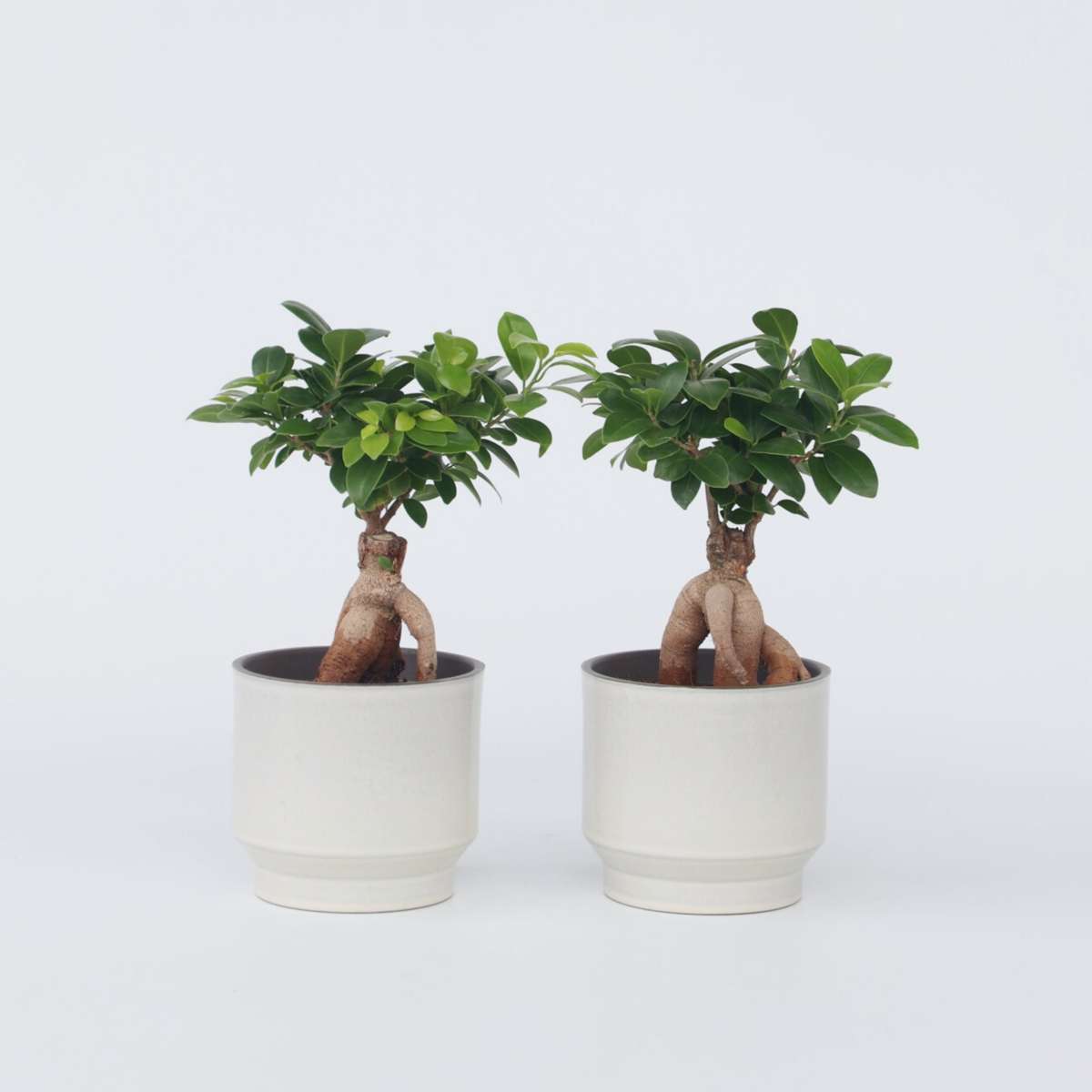 Ficus Ginseng - Japanse Bonsai - Set van 2