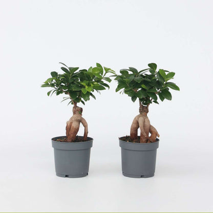 Ficus Ginseng - Japanse Bonsai - Set van 4