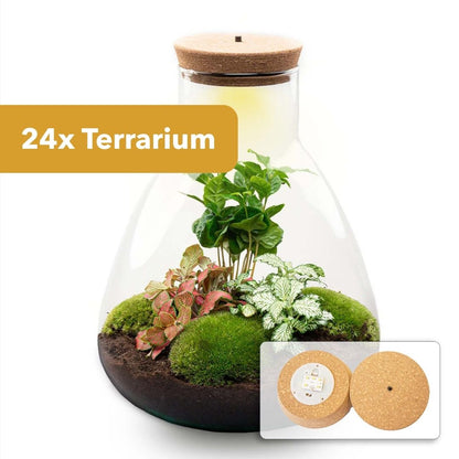 24x Terrarium - Sam Coffea with Light - Sustainable Business Gift - ↑ 30 cm - DIY