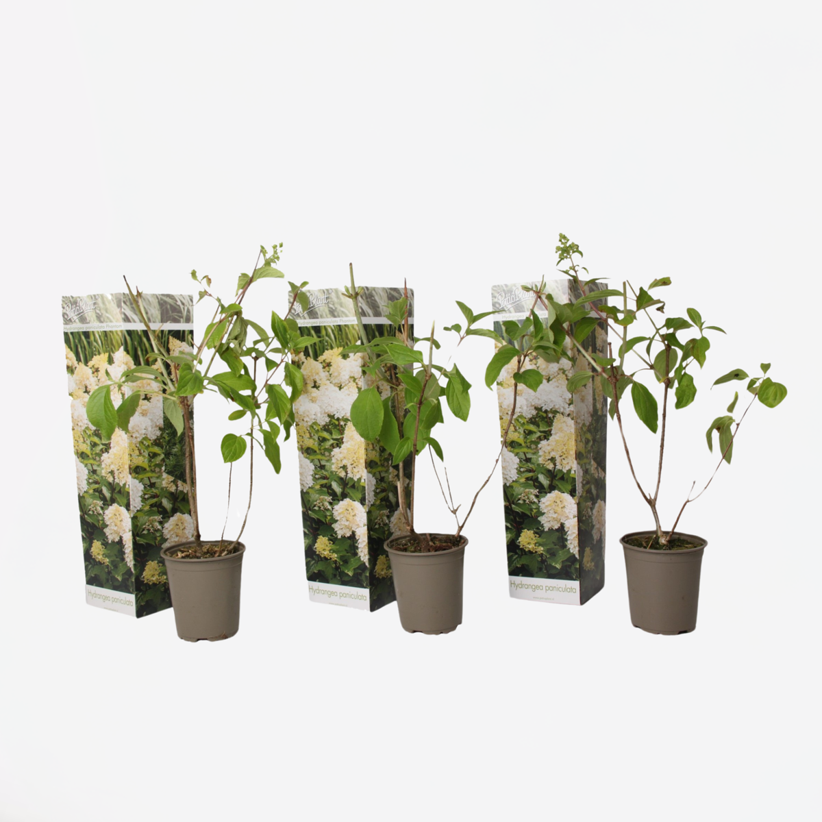 Hydrangea 'Phantom' - Set van 3 - Hortensia