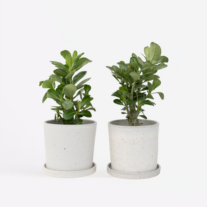 Adenium obesum - Set van 2 - Woestijnroos