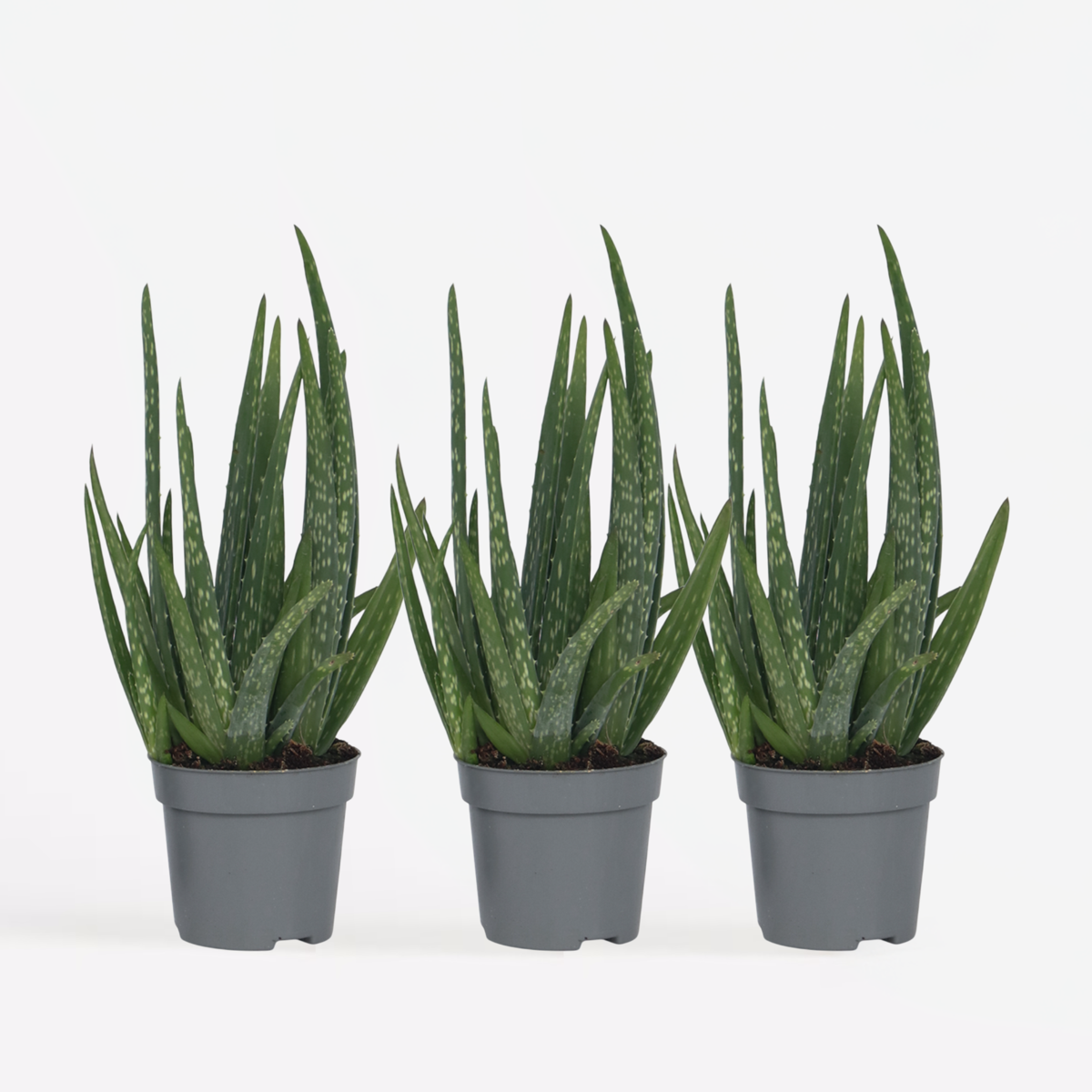 Aloë Vera - Set van 3 - Vetplant