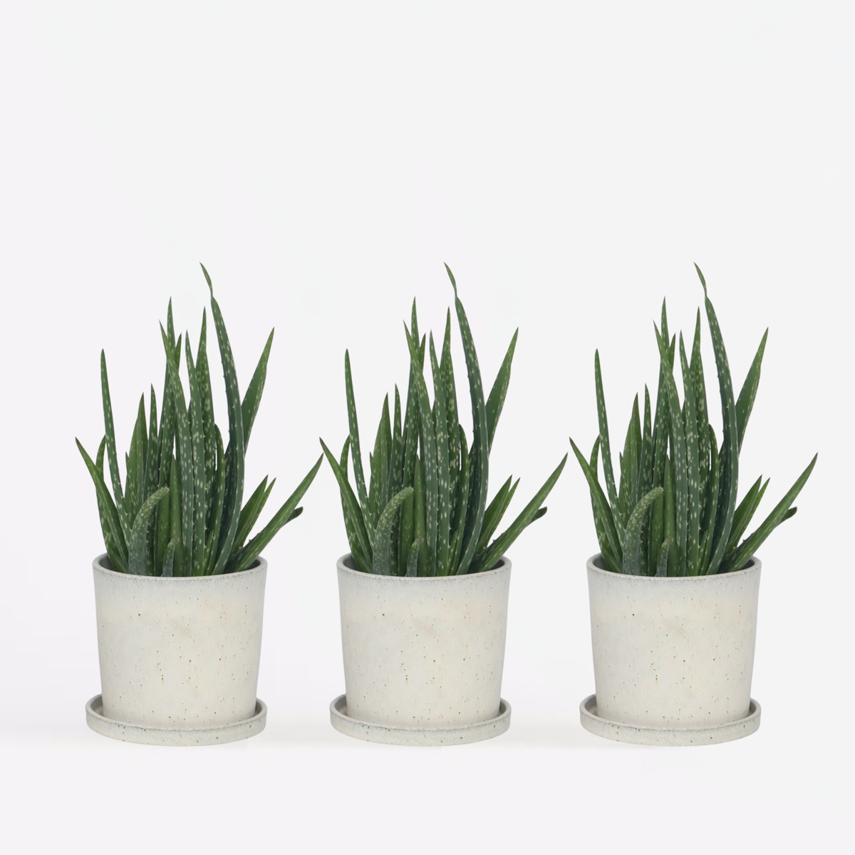 Aloë Vera - Set van 3 - Vetplant