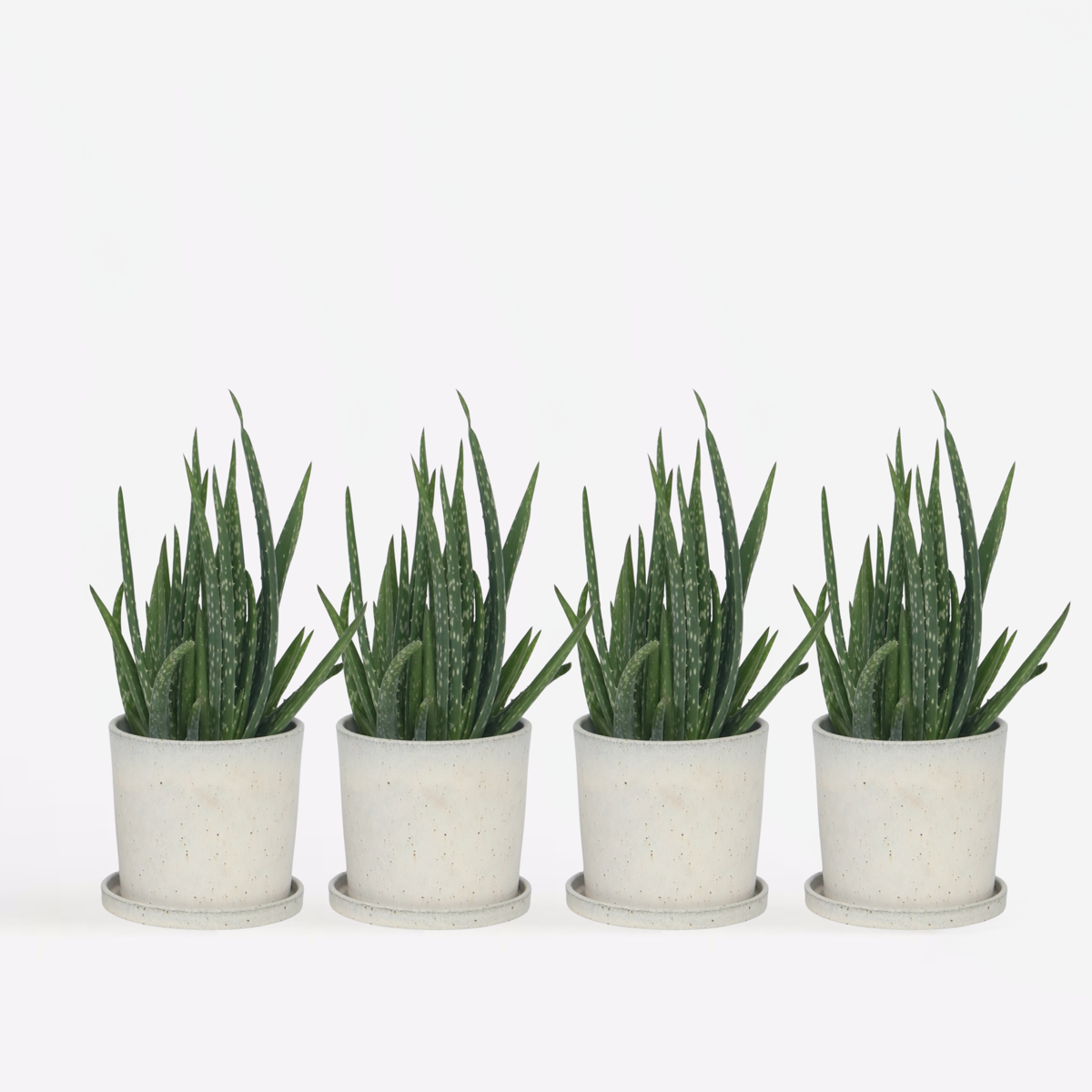 Aloë Vera - Set van 4 - Vetplant