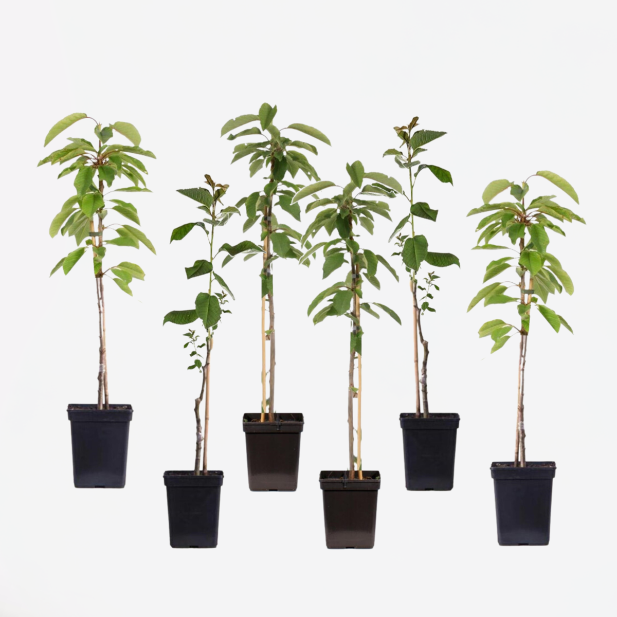 Appelbomen - Set van 6 - Braeburn, Golden Delicious, Gala