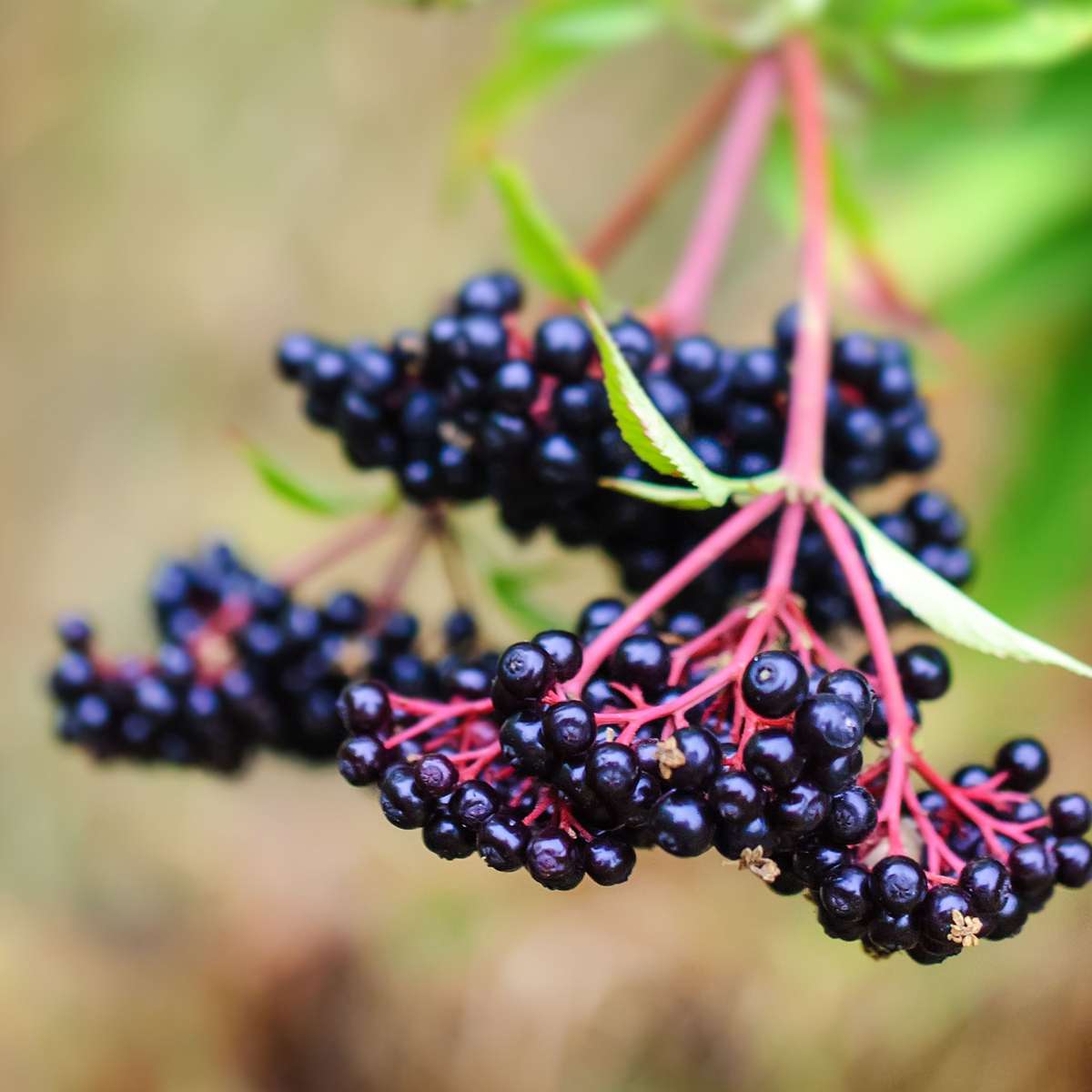 Bessenmix - Mix van 4 - Bessenplanten