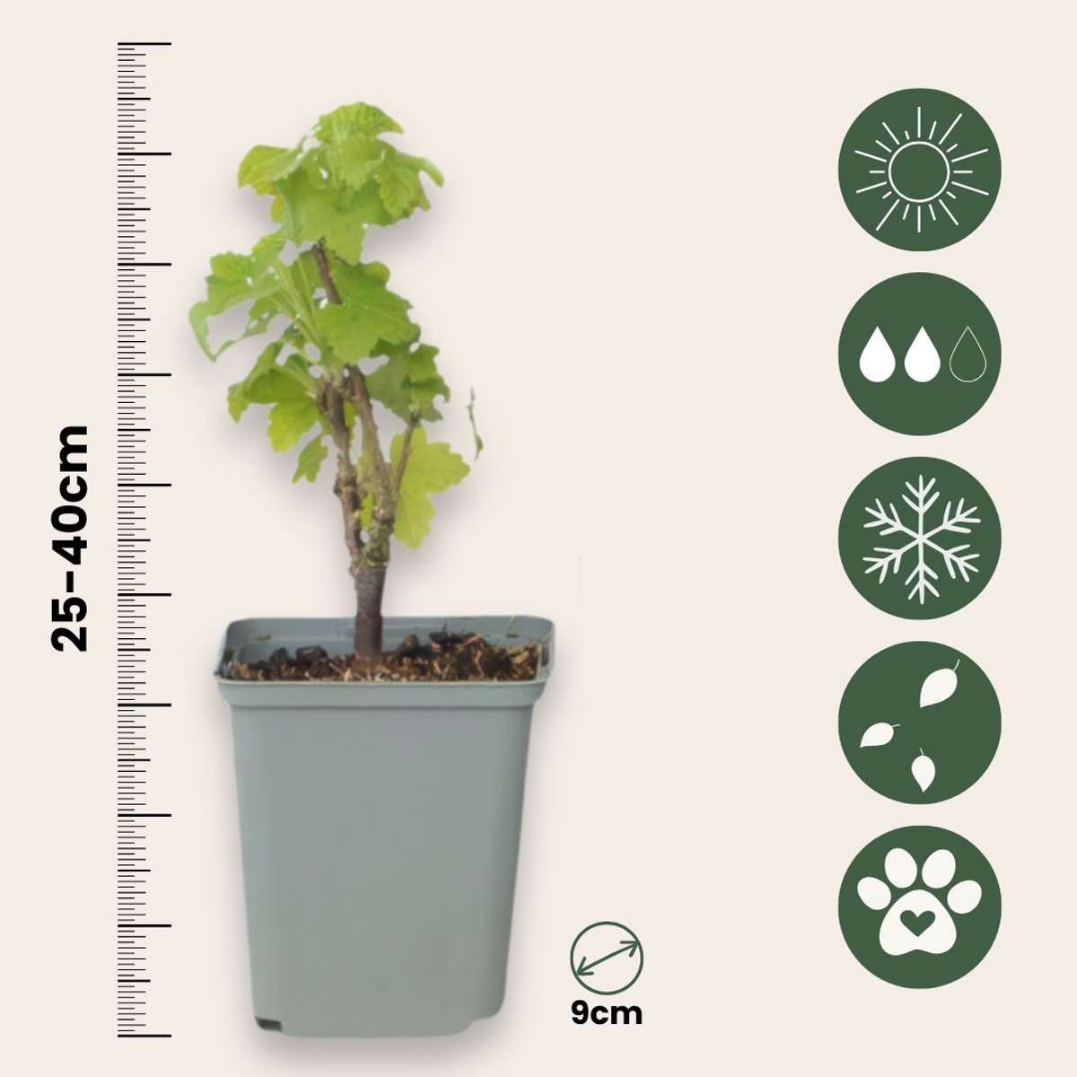 Ribes Rubrum - 3 stuks - Aalbes