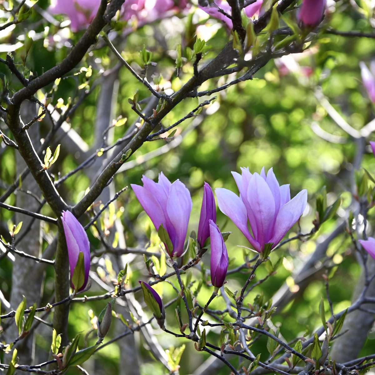 Magnolia - Mix van 6 - Susan, soulangeana, stellata