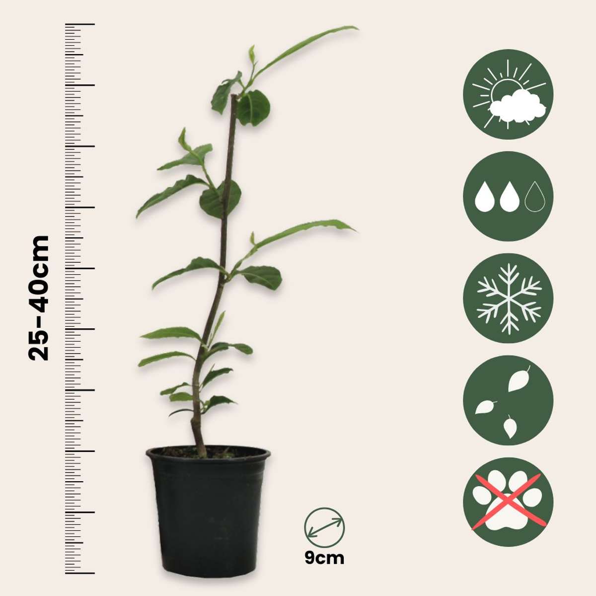 Magnolia - Mix van 6 - Susan, soulangeana, stellata