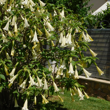 Brugmansia - Mix van 3