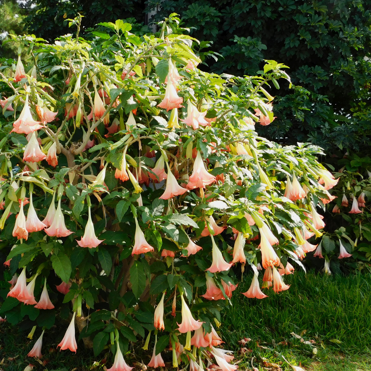 Brugmansia - Mix van 3