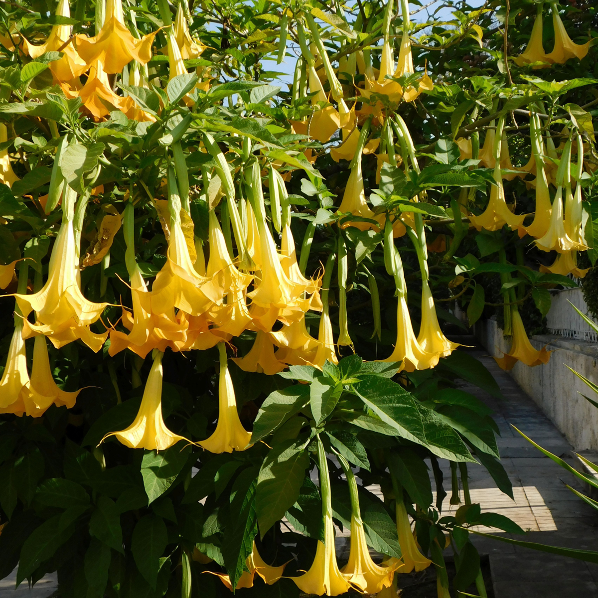 Brugmansia - Mix van 6