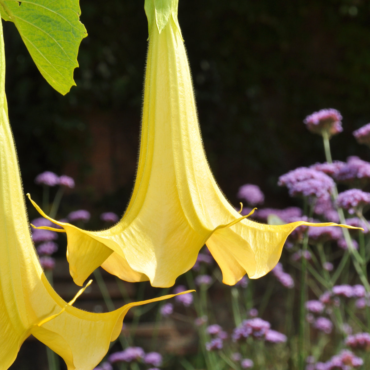 Brugmansia - Mix van 6