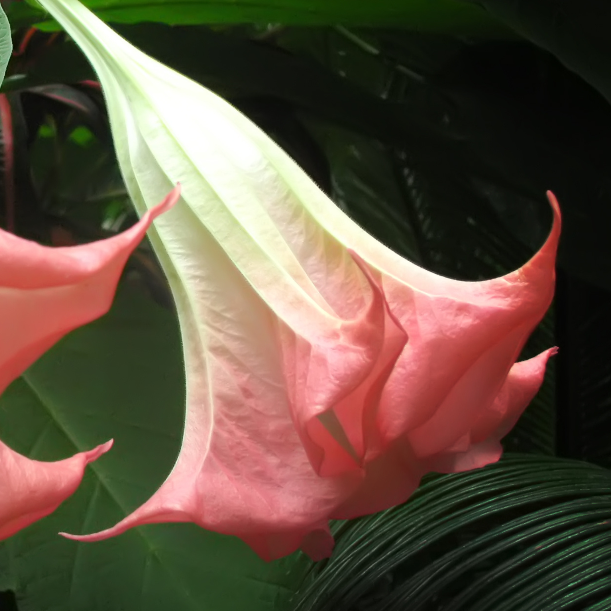 Brugmansia - Mix van 6