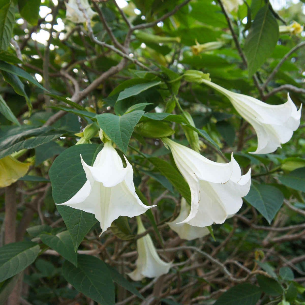 Brugmansia - Mix van 3