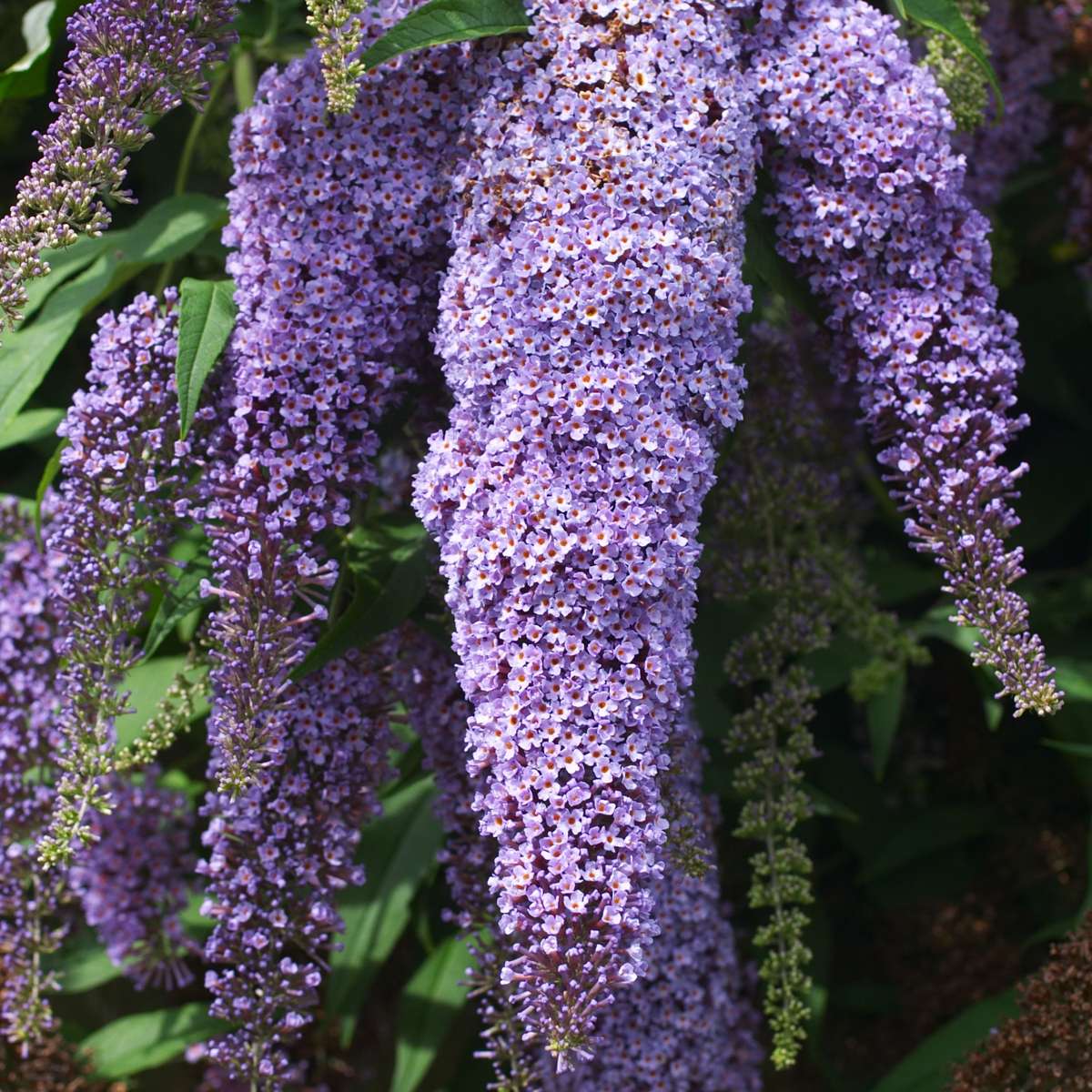 Buddleja - Vlinderstruik - Set van 3 - Paars