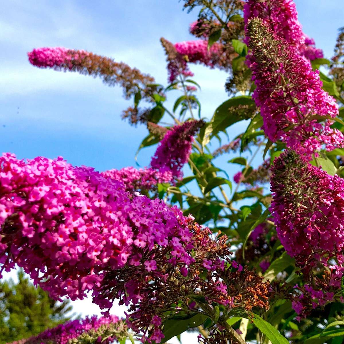 Buddleja - Mix van 3 - Vlinderstruik