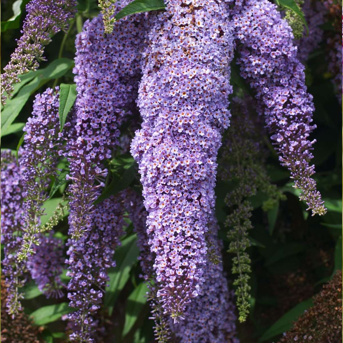 Buddleja - Mix van 3 - Vlinderstruik