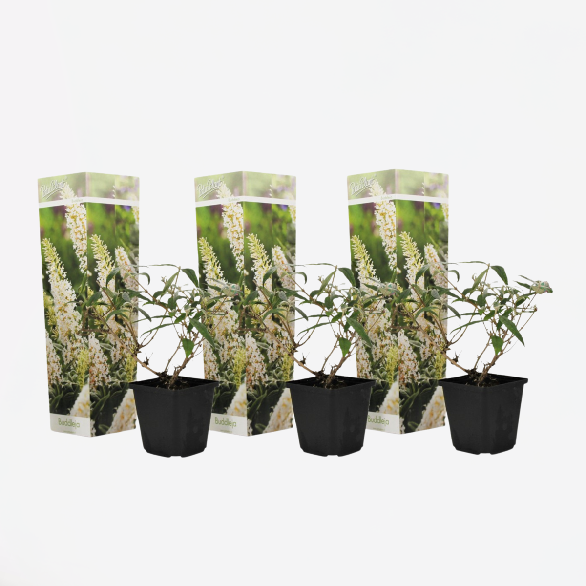 Buddleja - Set van 3 - Vlinderstruik - Wit