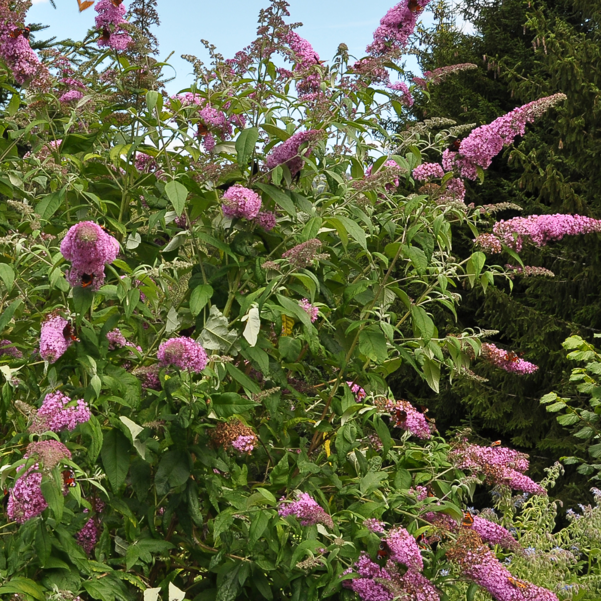 Buddleja - Vlinderstruik - Set van 3 - Roze