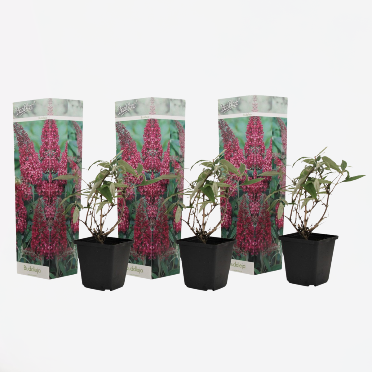 Buddleja - Vlinderstruik - Set van 3 - Roze