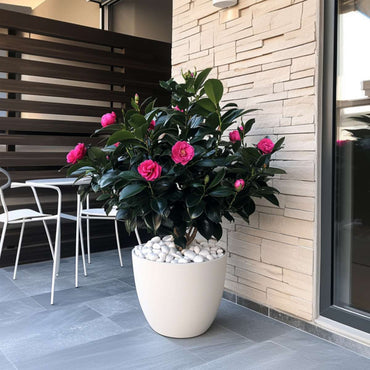 Camellia japonica 'Dr. King' - Japanse Roos