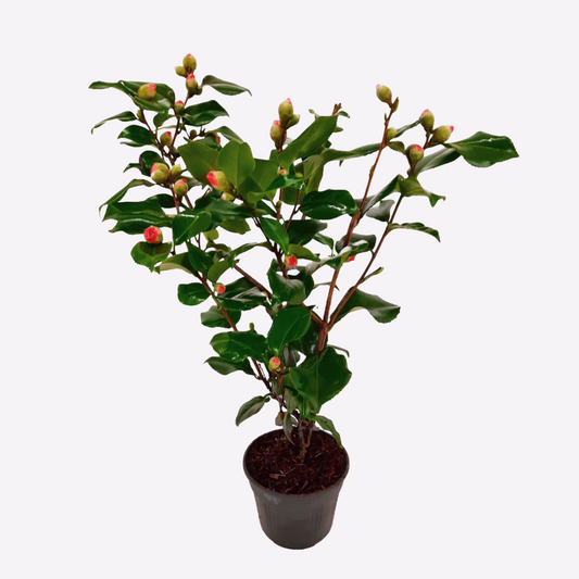 Camellia japonica 'Dr. King' - Japanse Roos