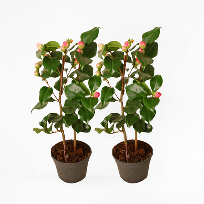 Camellia japonica 'Dr. King' - Set van 2 - Japanse Roos