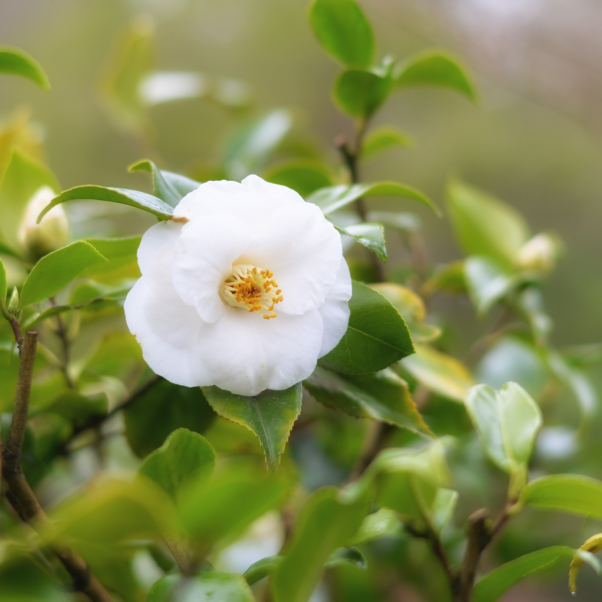 Camellia Japonica - Set van 3 - Wit - Japanse roos