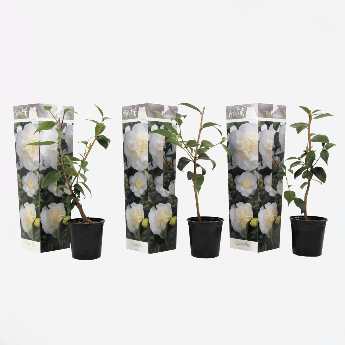 Camellia Japonica - Set van 3 - Wit - Japanse roos