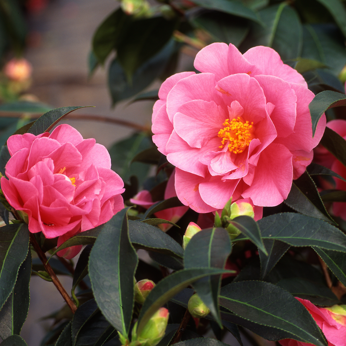 Camellia Japonica - Set van 3 - Roze - Japanse roos