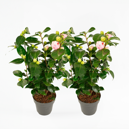 Camellia japonica 'Bonomiana' - Set van 2 - Japanse roos