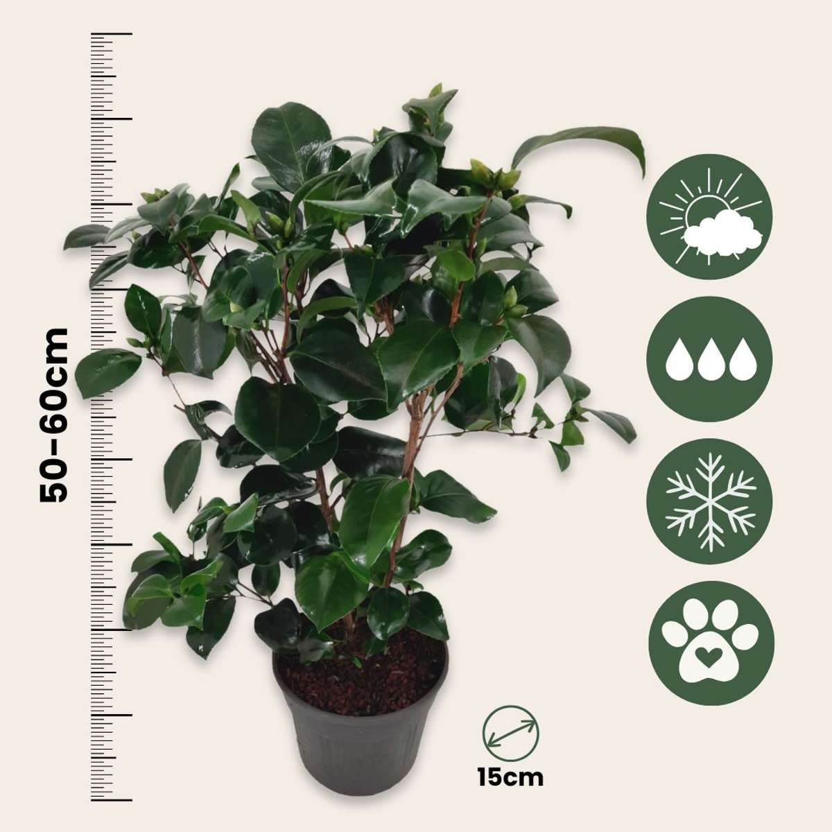 Camellia japonica 'Lady Campbell' - Roos