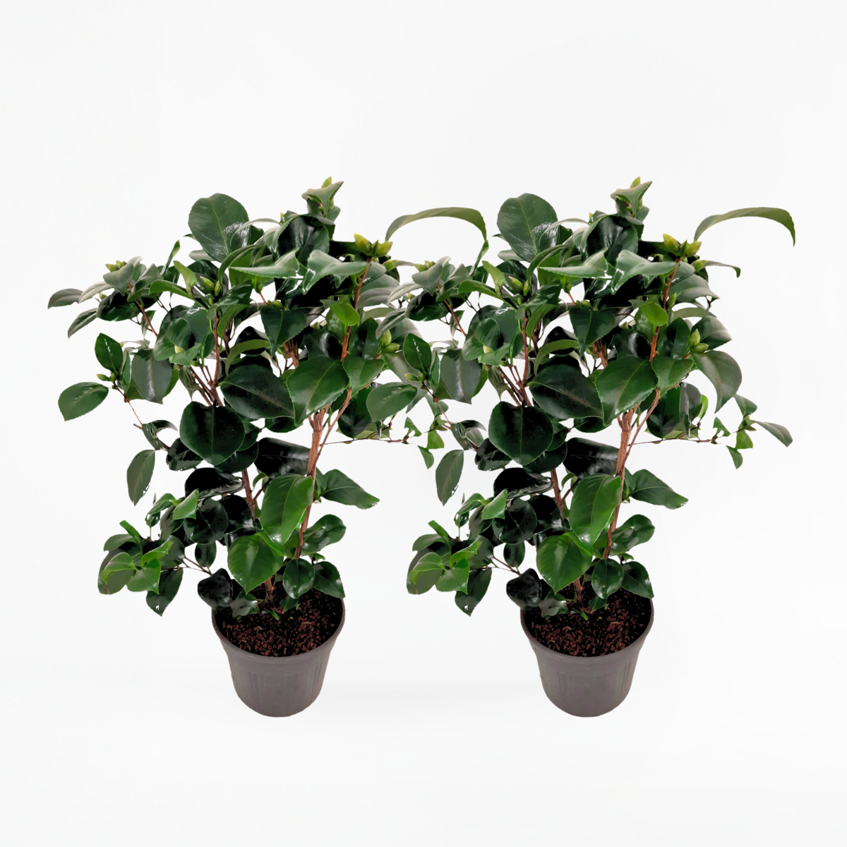 Camellia japonica 'Lady Campbell' - Set van 2 - Roos