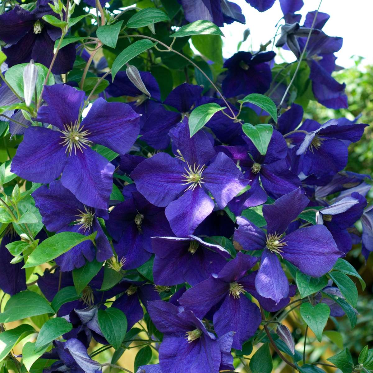 Clematis - Mix van 3