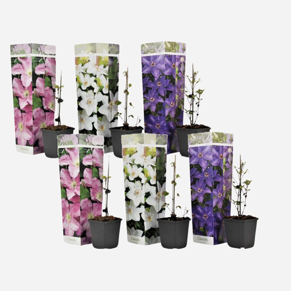 Clematis - Mix van 6