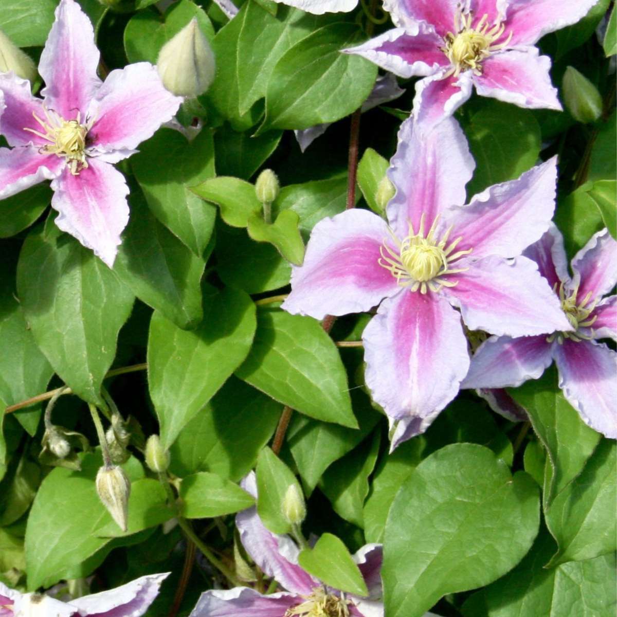 Clematis - Set van 3 - Roze