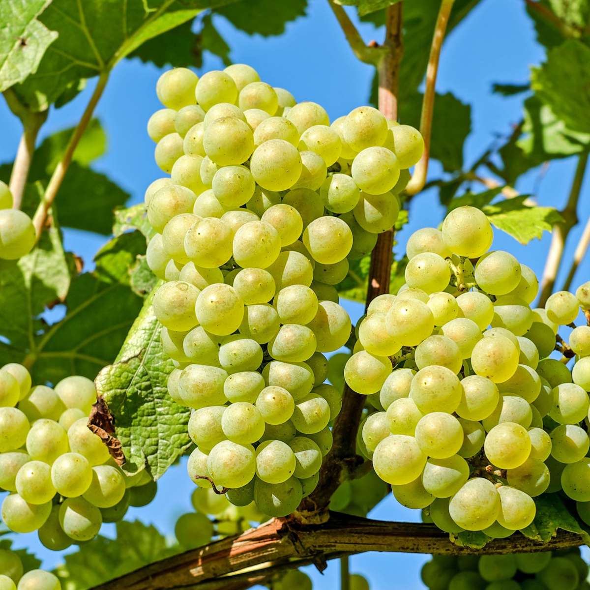 Druivenplanten - Set van 3 - Vitis Vinifera - Wit