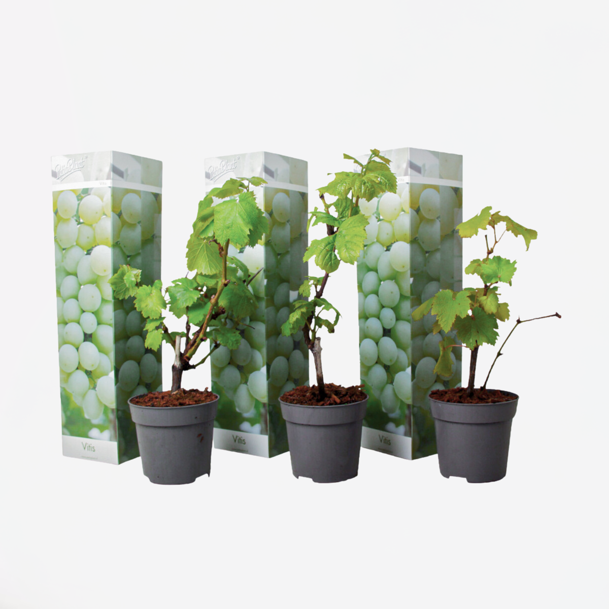 Druivenplanten - Set van 3 - Vitis Vinifera - Wit