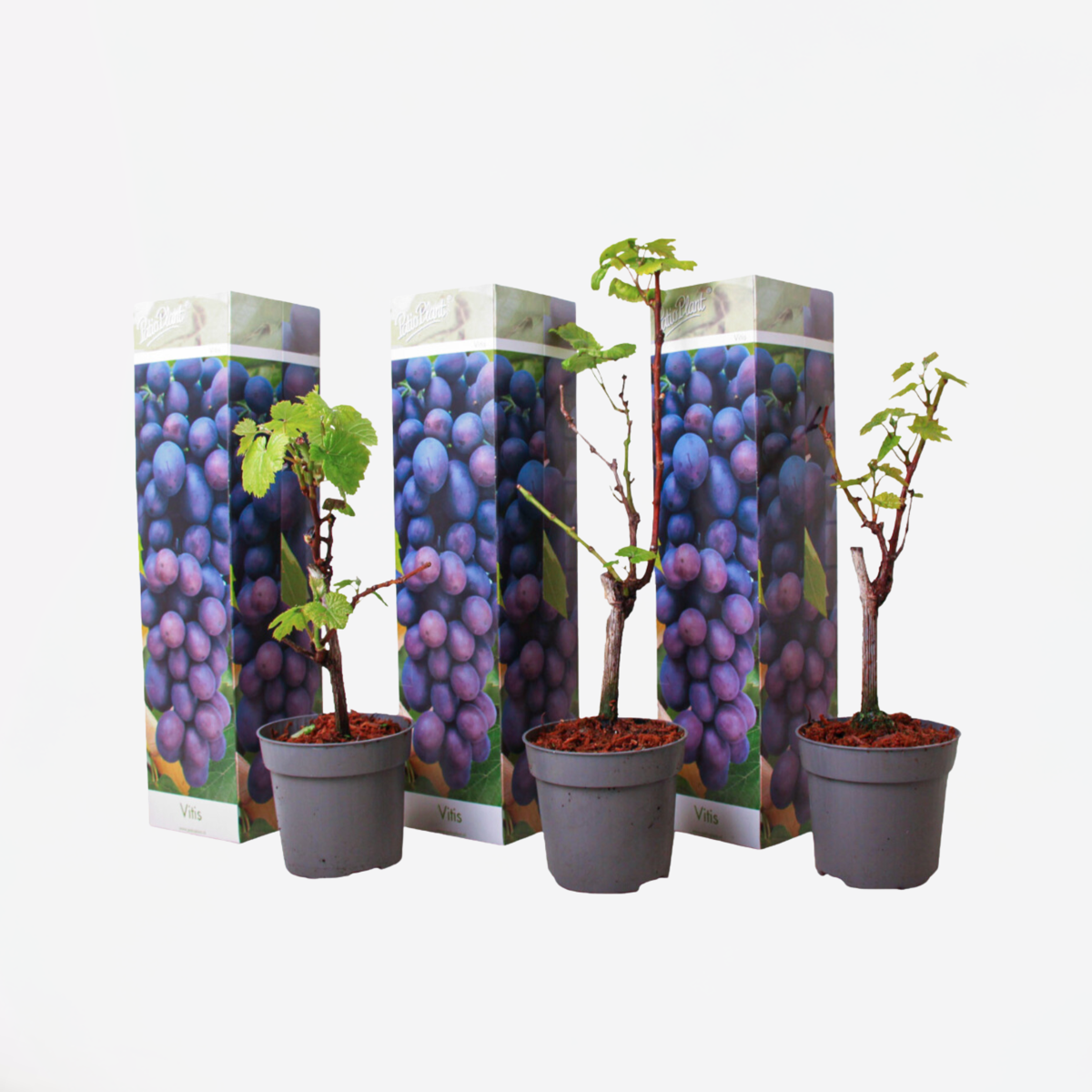Druivenplanten - Set van 3 - Vitis Vinifera - Blauw
