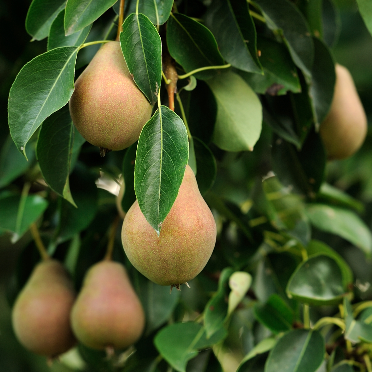 Fruitbomen - Mix van 4 - Prunus - Pyrus - Malus