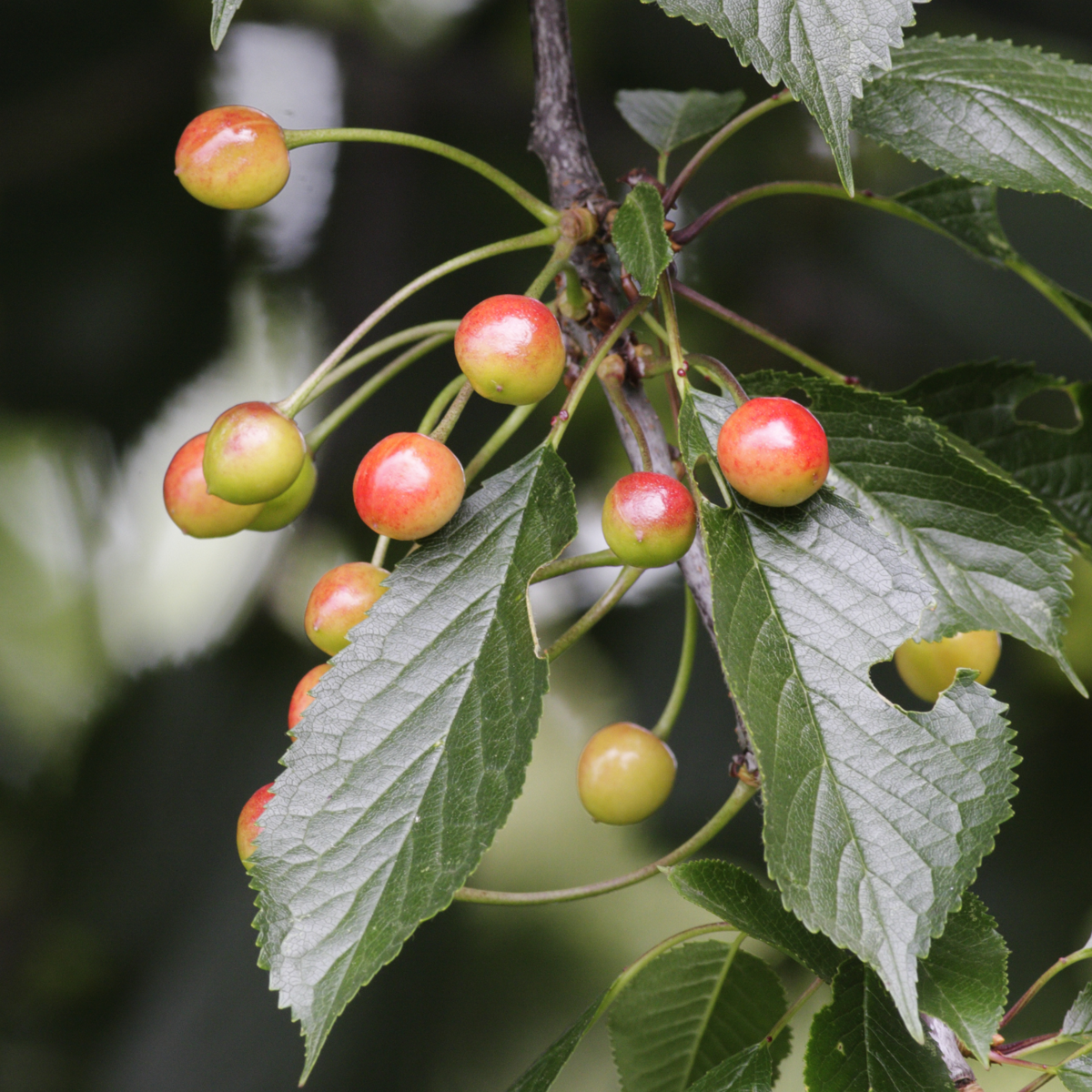 Fruitbomen - Mix van 8 - Prunus - Pyrus - Malus