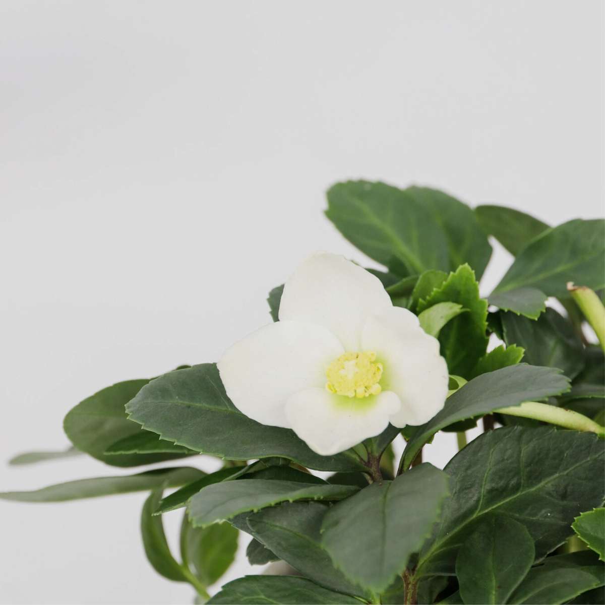Helleborus 'Mont Blanc' - Set van 6
