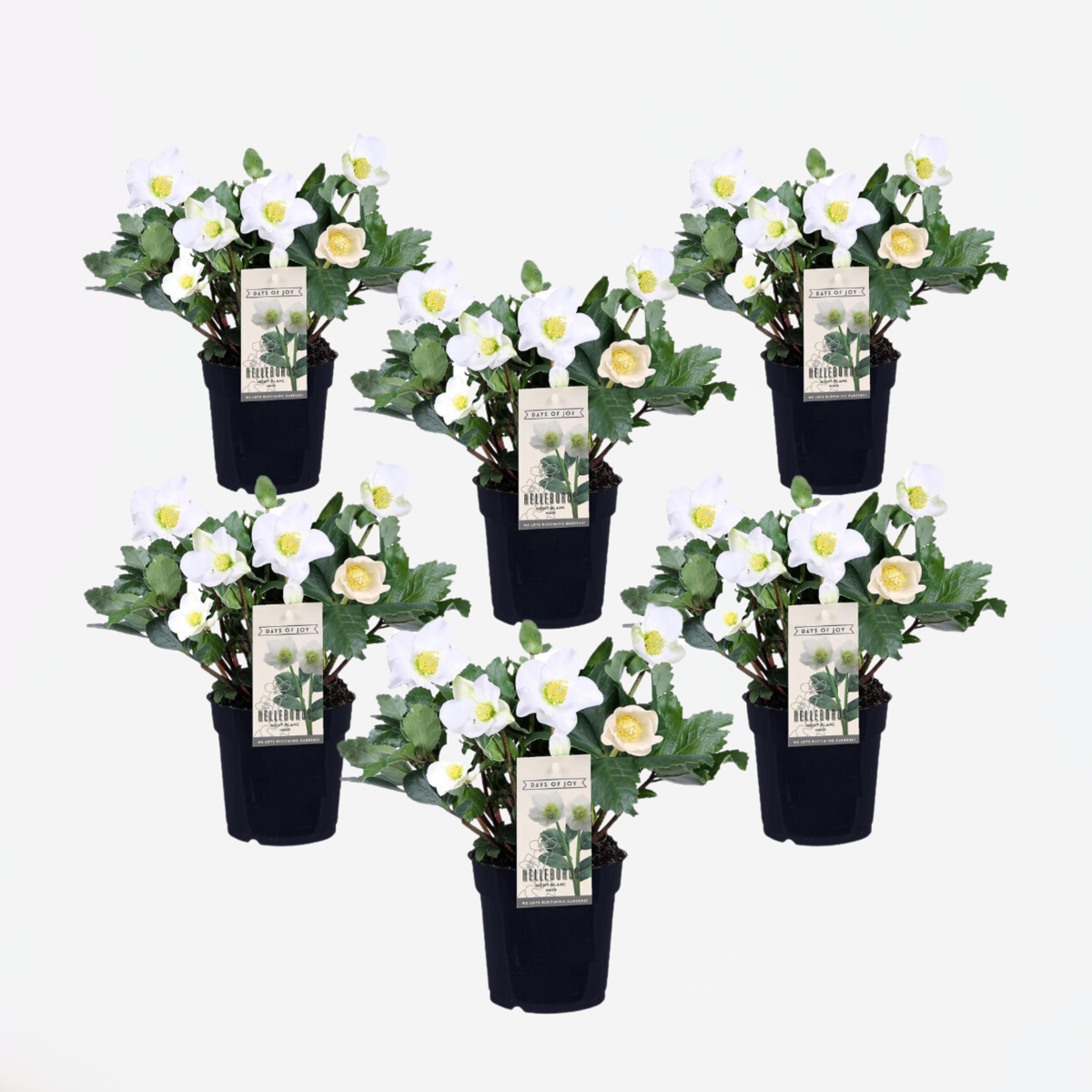 Helleborus 'Mont Blanc' - Set van 6