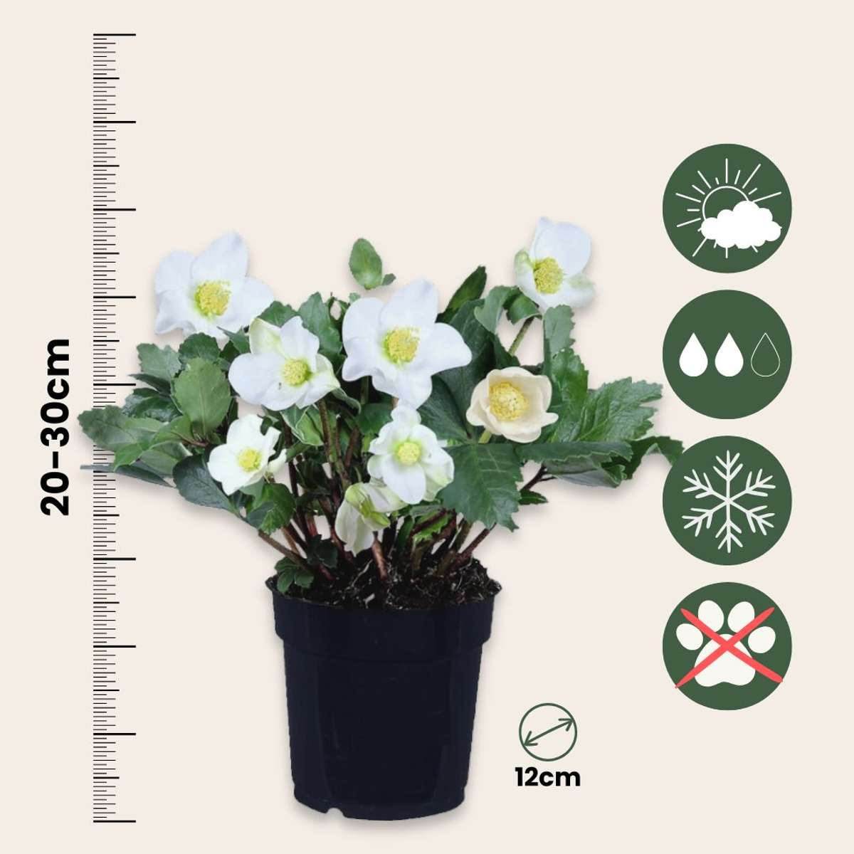 Helleborus 'Mont Blanc' - Set van 6